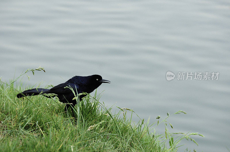 愤怒的乌鸦