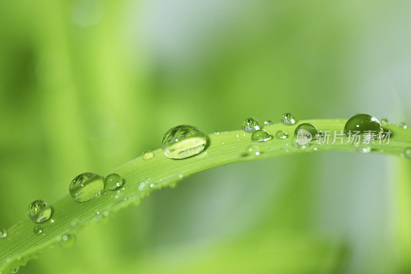 草叶上的露水