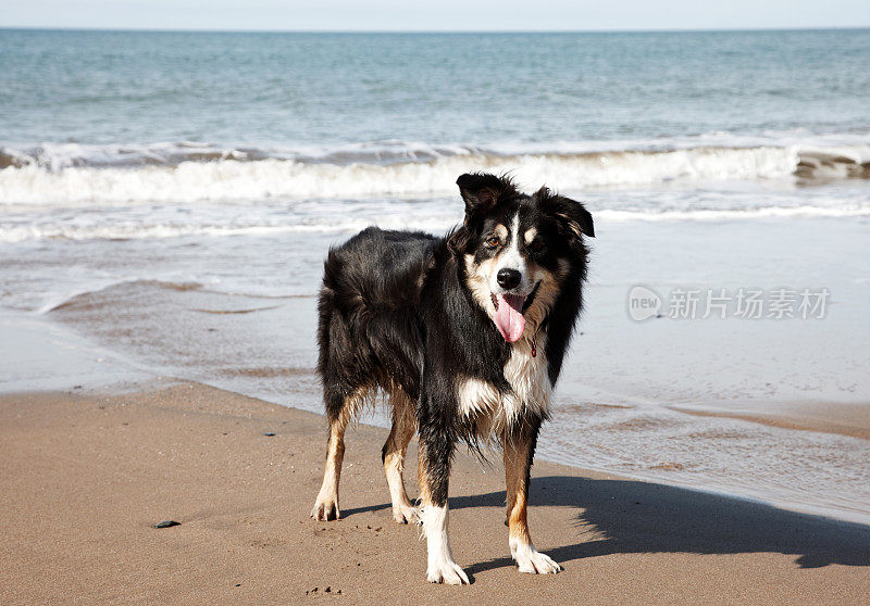 博德牧羊犬站在海滩上