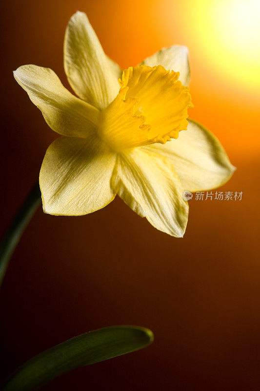 美丽的黄色的水仙花