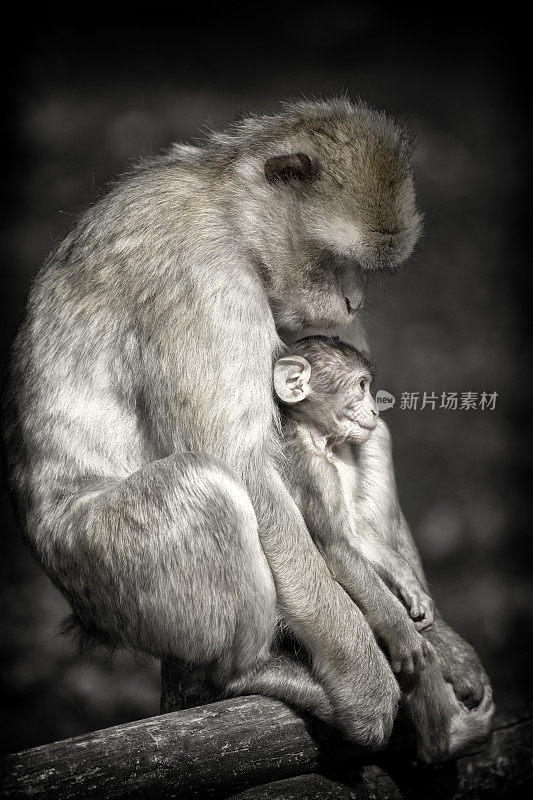 小心雌性巴巴里猕猴与婴儿在动物园