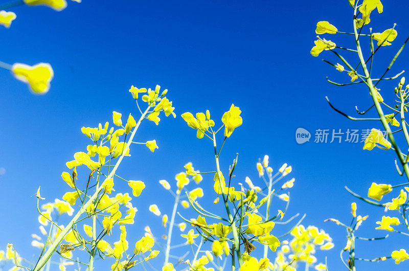 春天的油菜籽田