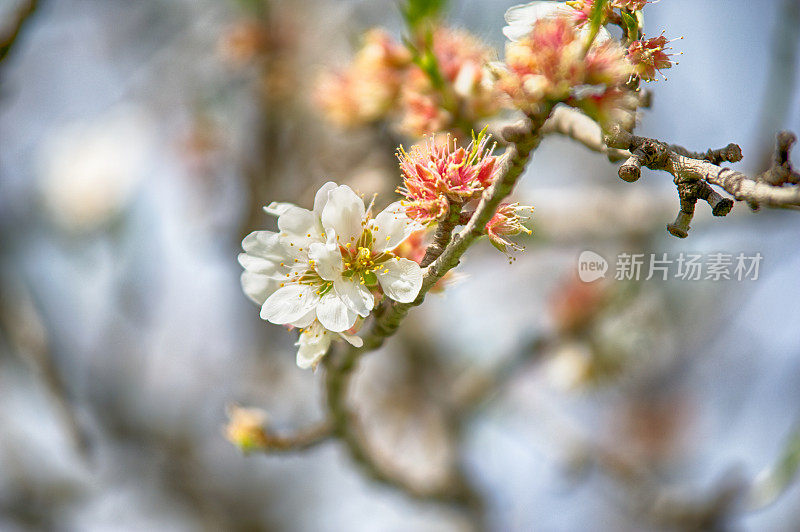 杏仁树开花