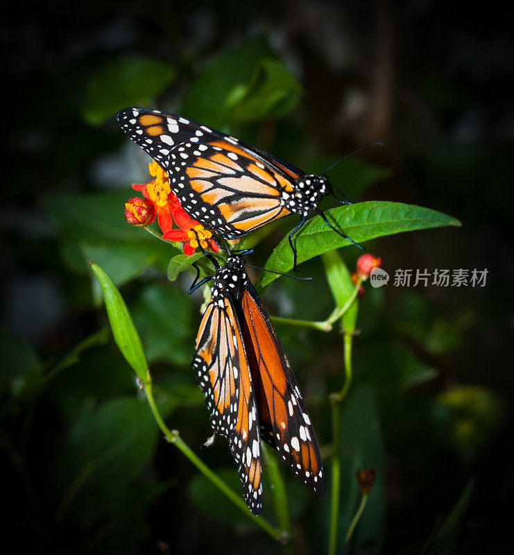 黑脉金斑蝶在红色和黄色的花朵上