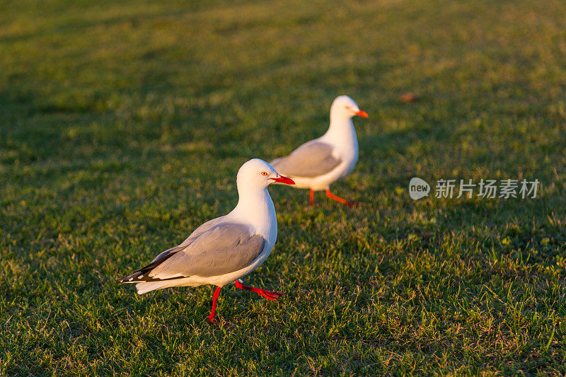 一对海鸥