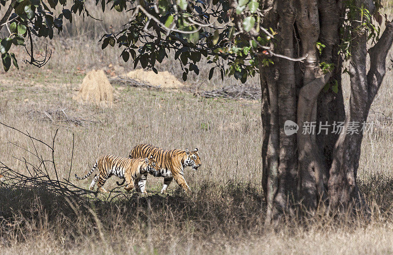 印度中央邦坎哈国家公园，母老虎和幼崽