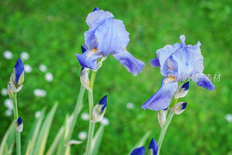 蝴蝶花和蝴蝶花发芽