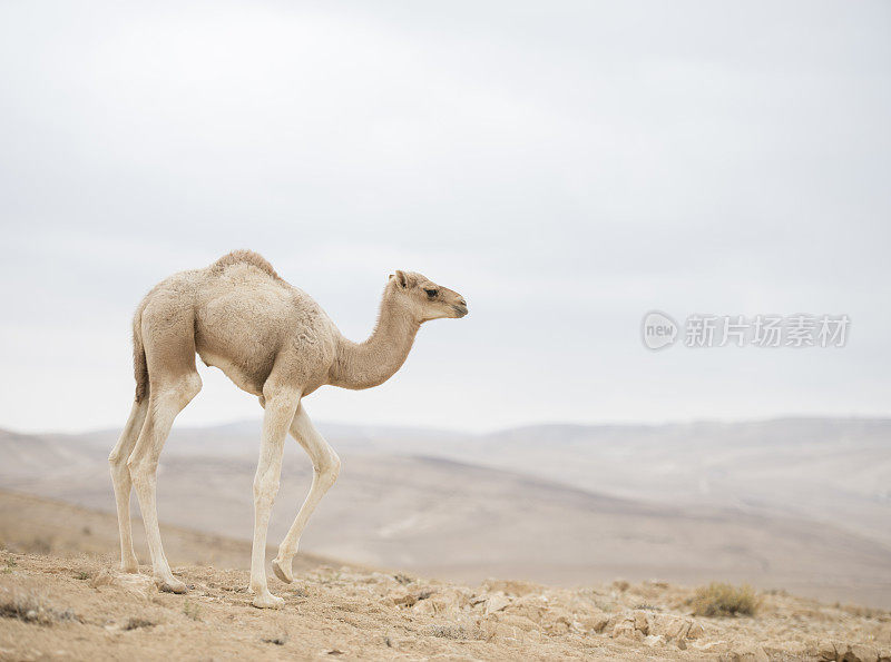 小骆驼。