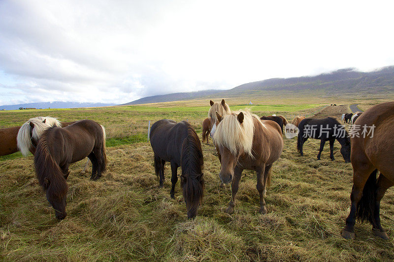 冰岛马吃草
