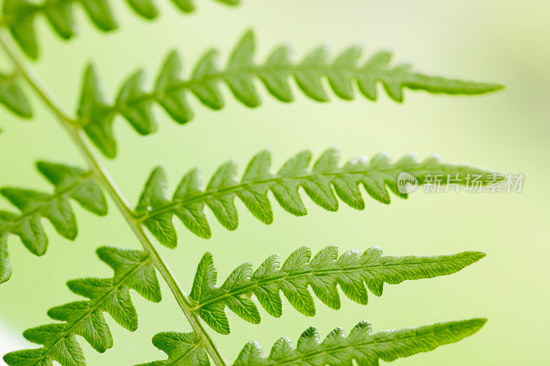 蕨类植物