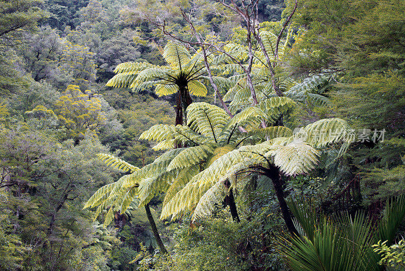 彭加蕨类，新西兰灌木