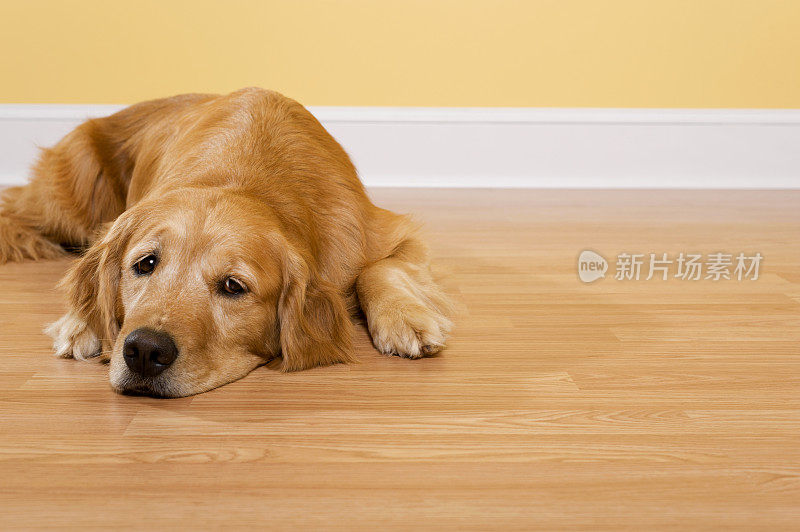 金毛猎犬铺设