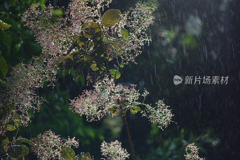 夏雨