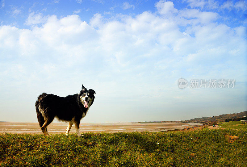 友善的边境牧羊犬，在海岸边的草地上