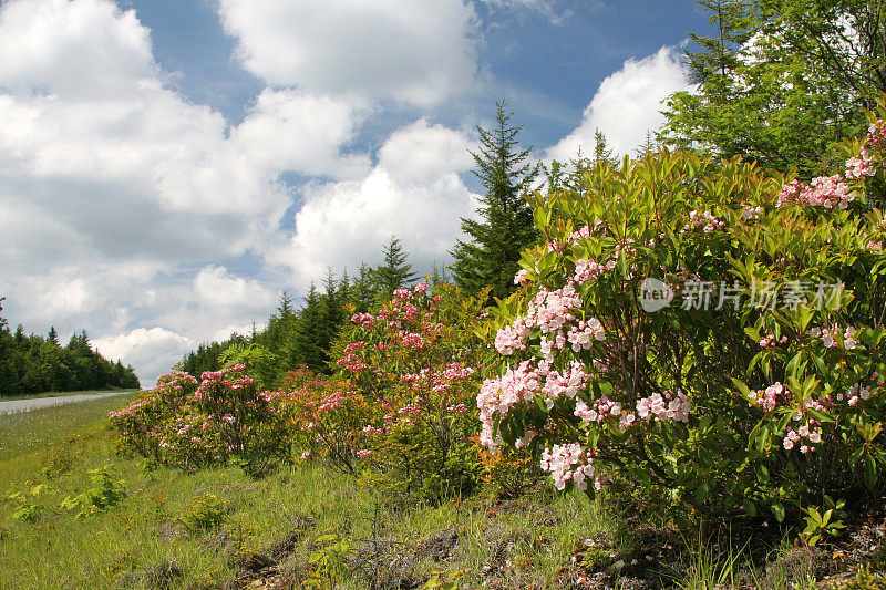 山的花