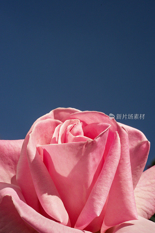 粉色Brigadoon玫瑰