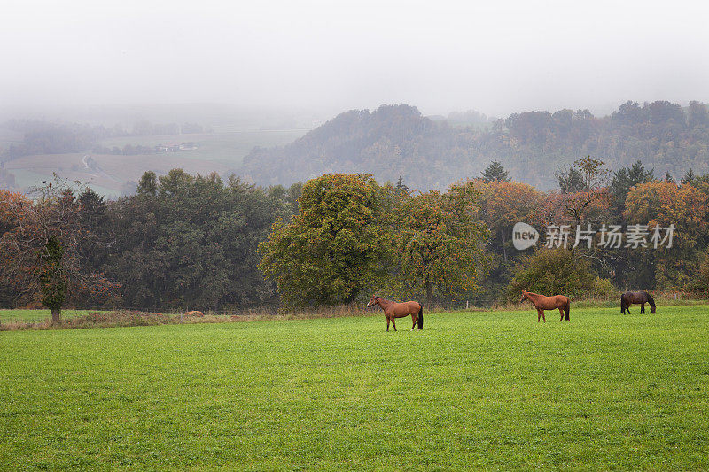 《三匹马排成一行》，秋，沃，瑞士