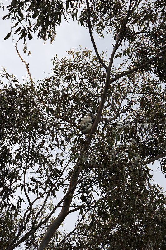 一棵桉树上的澳大利亚考拉