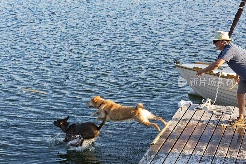 狗在一根棍子后跳进水里玩