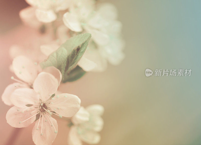 美丽的春天的花朵