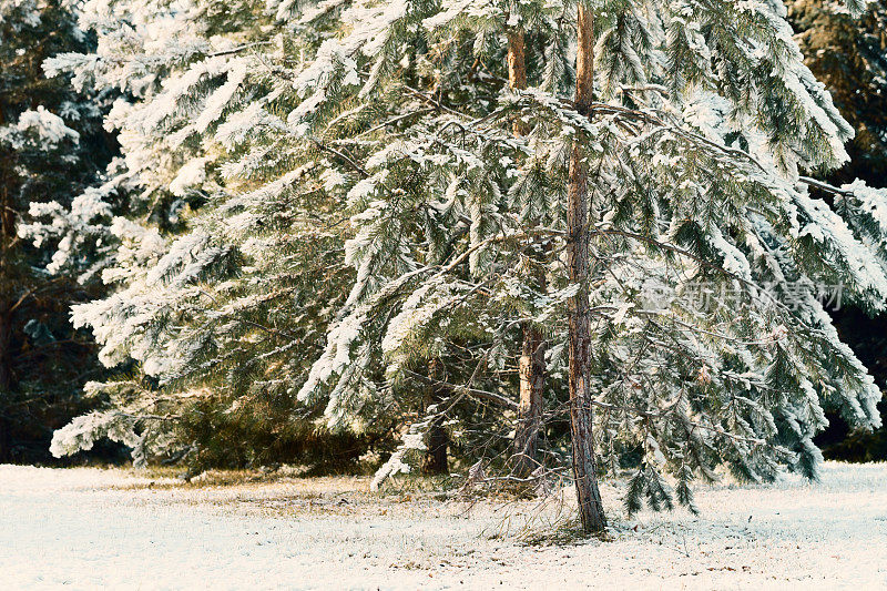 白雪覆盖的松树