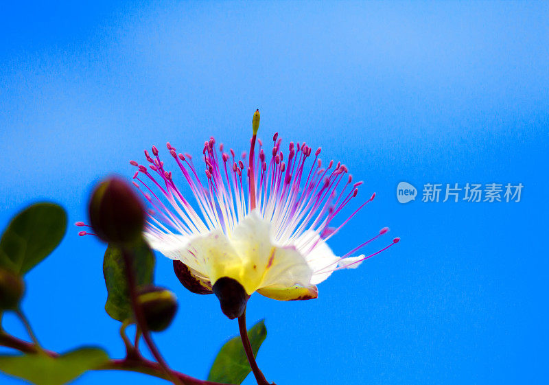 野生地中海刺山柑花，蓝天背景