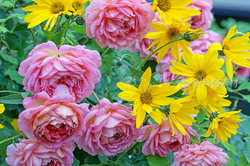 英国玫瑰“大卫奥斯汀”与紫锥菊
