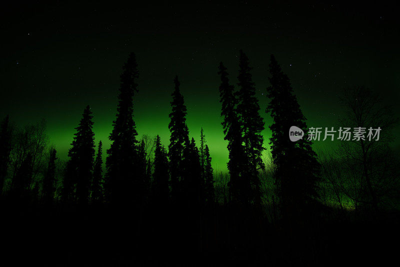 绿松石北极光对着黑暗的树木