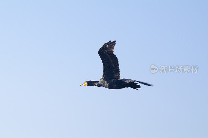 伟大的鸬鹚鸟