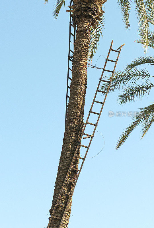 在加利福尼亚南部收获季节的椰枣上的梯子