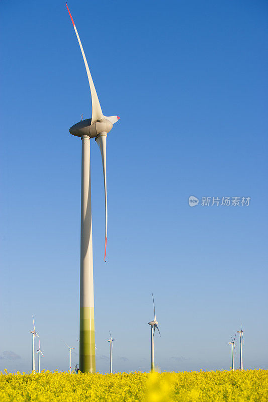 德国西海岸地区的风车涡轮机和油菜籽