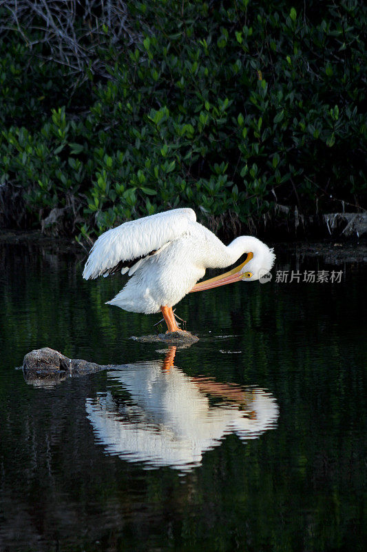 白鹈鹕梳理