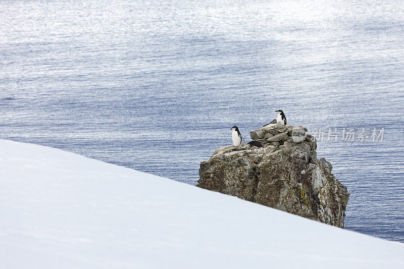 南极帽带企鹅聚集在岩石上