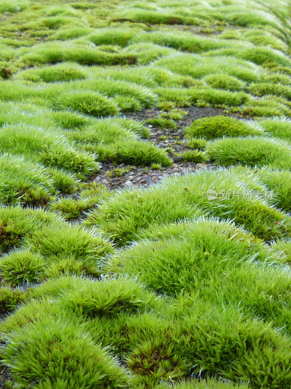 明亮的绿色苔藓覆盖墙宏观抽象背景