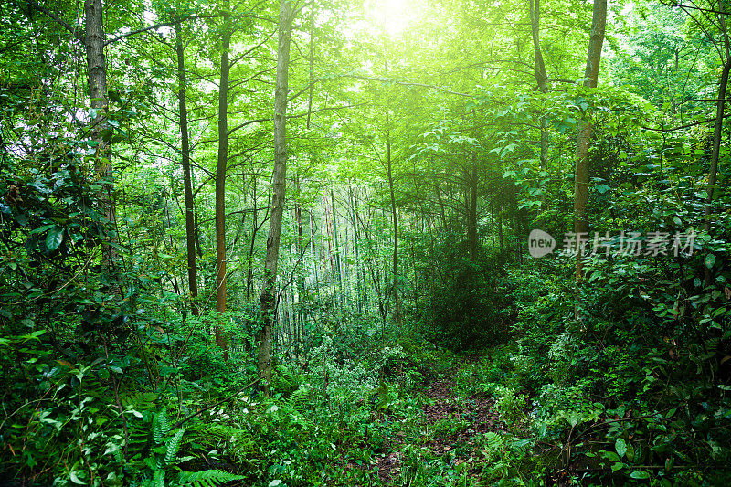 丛林雨后