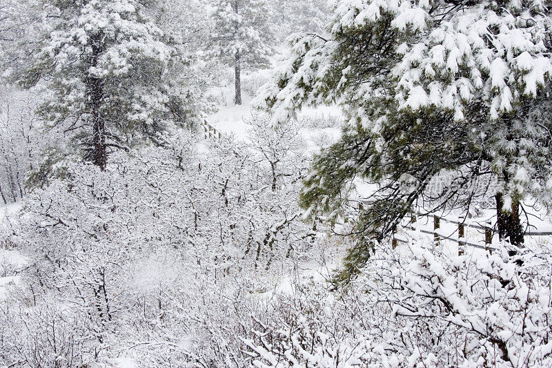 下雪的景色