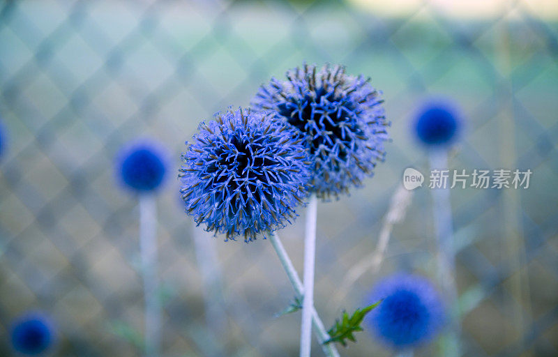 蓝色的葱属植物