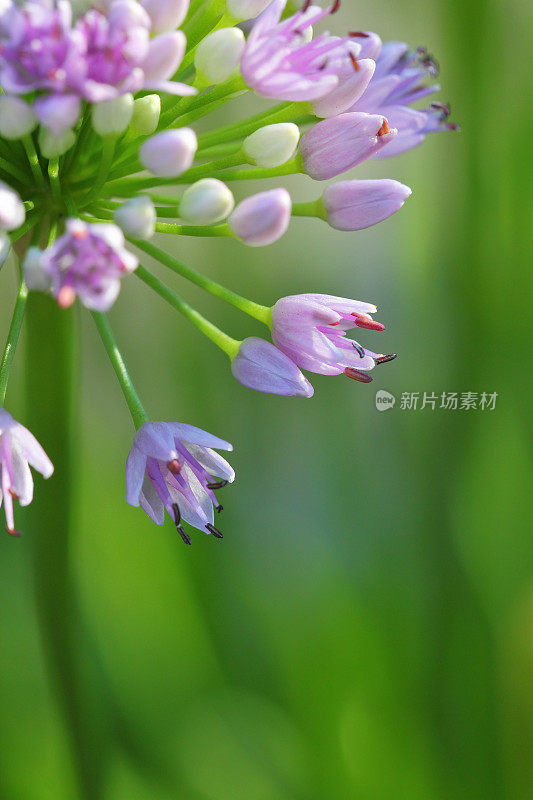 葱属植物senescens花