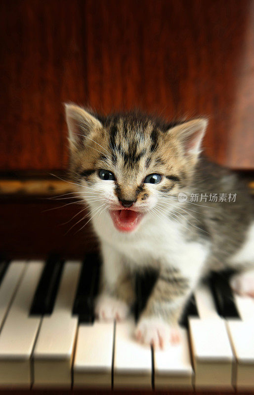 唱歌的小猫