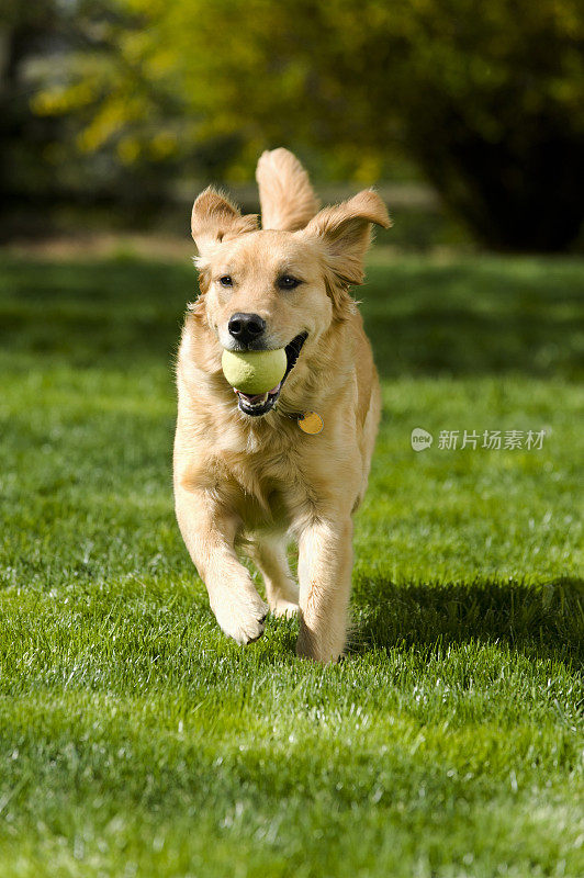 嘴里叼着球的金毛寻回犬