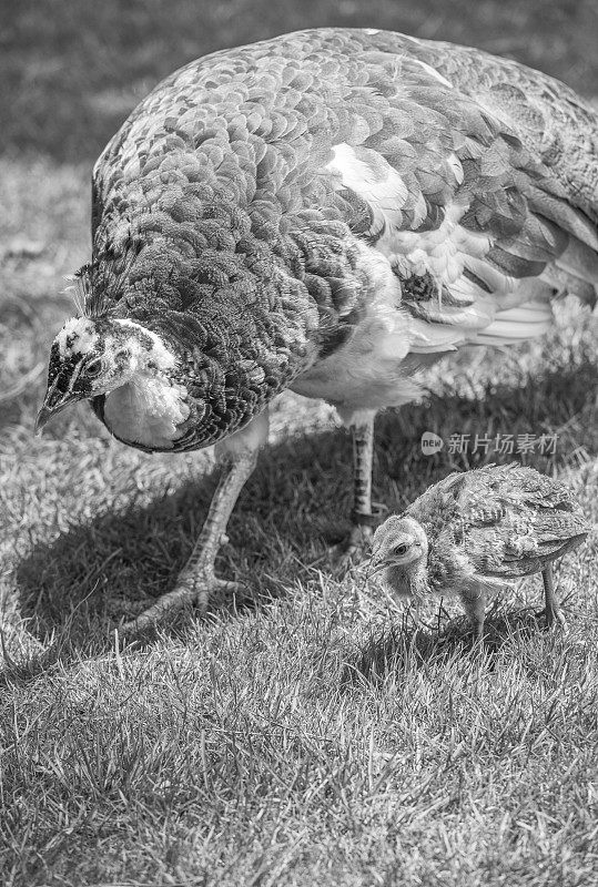 孔雀和桃子一起在草地上散步