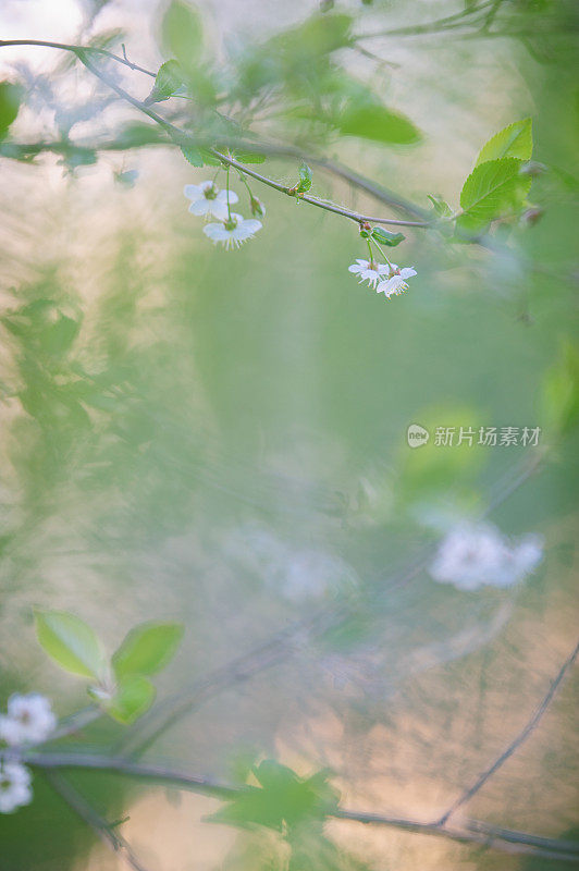 樱花的花枝