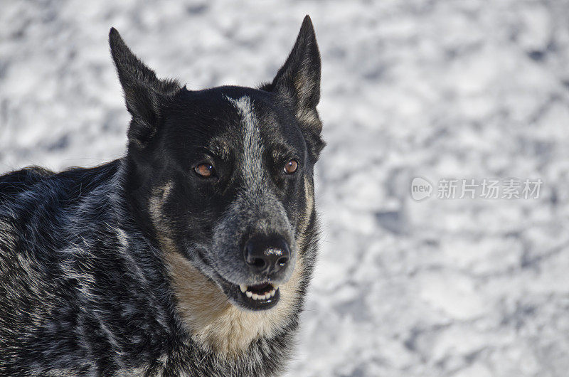 蓝色的希勒犬喜欢雪