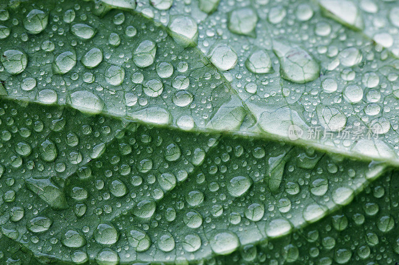 雨后铅的底面特写