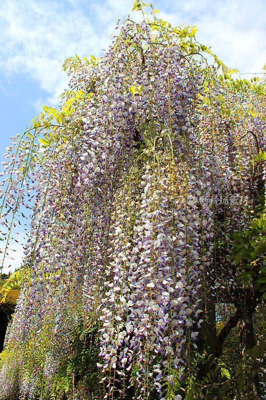 紫藤花图片(品种:紫藤花)