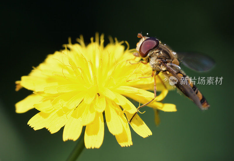 食蚜蝇在野花