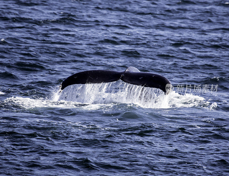 座头鲸的尾巴在它的自然环境