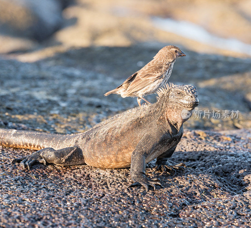 海鬣蜥，圣克鲁斯岛，加拉帕戈斯，厄瓜多尔