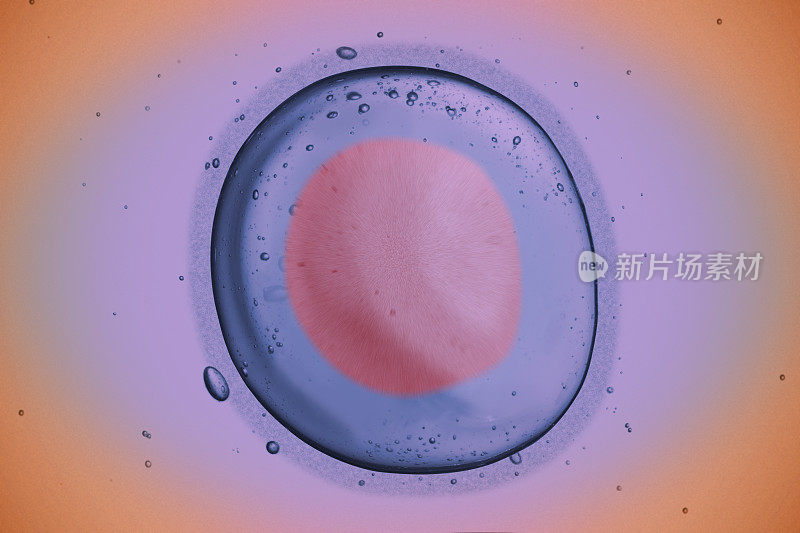 人类卵细胞