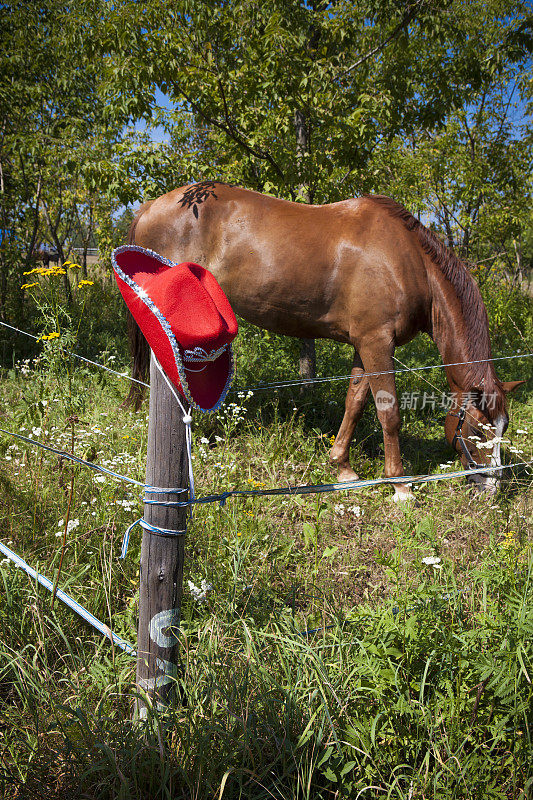 马和牛仔的红帽子